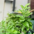 Thuy Linh Nguyễn Lhv
